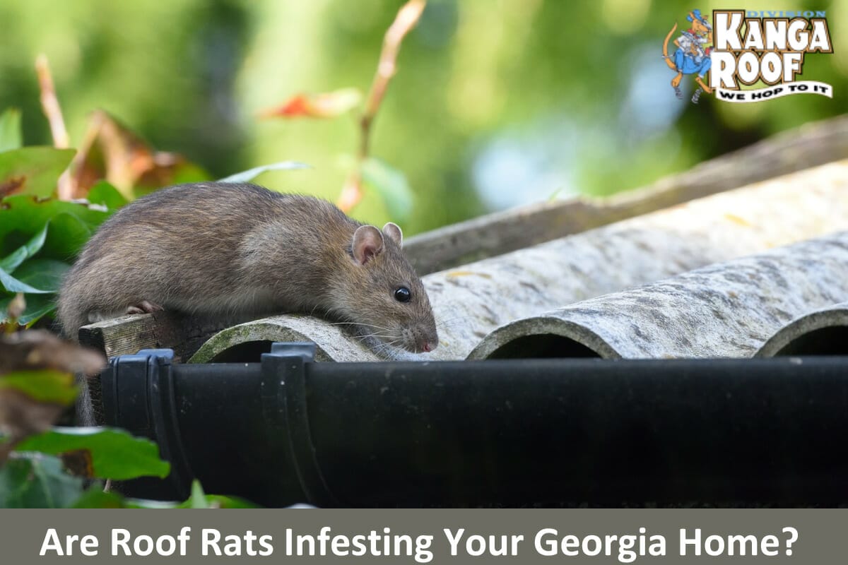 Are Roof Rats Infesting Your Georgia Home? Here’s What You Need to Do