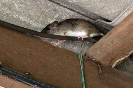 Roof Rats